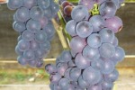 Итоги 2015 года на винограднике Сопина А.И. (Часть 3)
