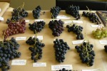 Дополнен список сортов и гибридных форм черенков винограда. 