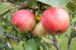 Изменение в разделе "Все о яблоне и груше".