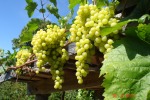 «Выращивание винограда столовых сортов в условиях недостаточной   теплоообеспеченности». Чикина О.Г.