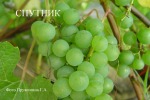 Изменение в разделе "Сорта винограда для Московской области"