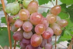 Изменение в разделе "Все о винограде"