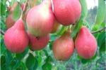 Изменение в разделе "Все о яблоне и груше"