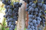 Изменение в разделе "Сорта винограда для Московской области".