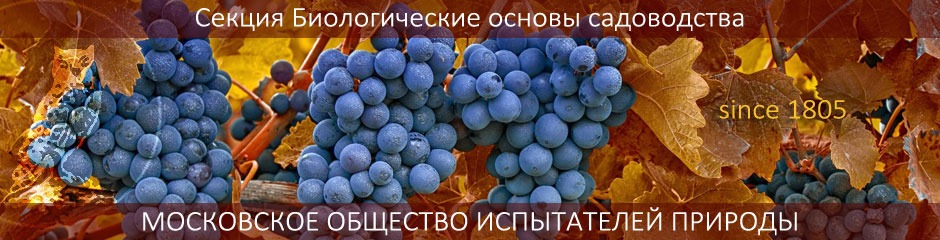 Особенности таможенного оформления винограда